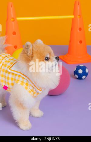 studio photographie d'animaux pot, formation de toilette Banque D'Images