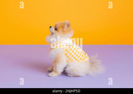 studio photographie d'animaux pot, formation de toilette Banque D'Images