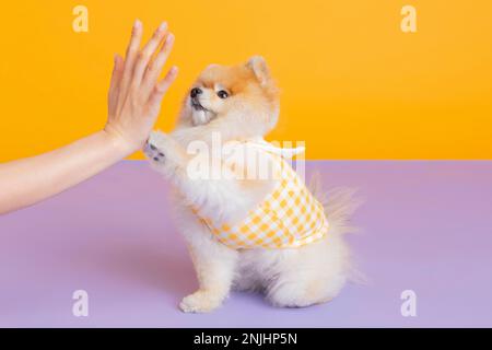 studio photographie d'animaux pot, formation de toilette Banque D'Images