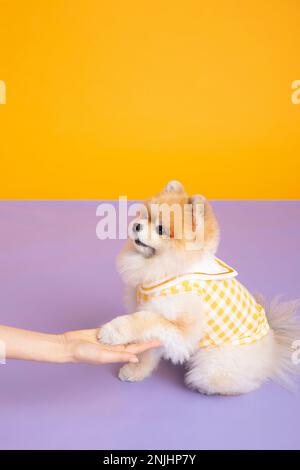 studio photographie d'animaux pot, formation de toilette Banque D'Images