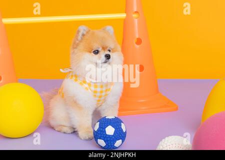 studio photographie d'animaux pot, formation de toilette Banque D'Images