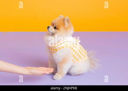 studio photographie d'animaux pot, formation de toilette Banque D'Images