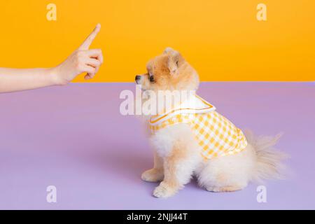 studio photographie d'animaux pot, formation de toilette Banque D'Images