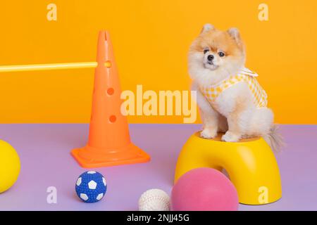 studio photographie d'animaux pot, formation de toilette Banque D'Images