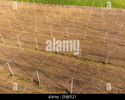 Exploitation de houblon vide après la récolte, tir de drone. Quelque part en Slovénie Banque D'Images