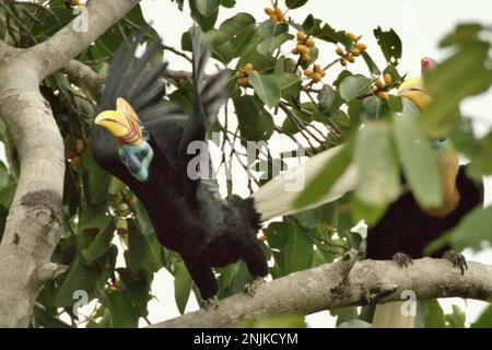 Une femelle de bec-de-lièvre (Rhyticeros cassidix) décolle d'un figuier, laissant son partenaire mâle alors qu'ils se nourrissent dans une zone végétalisée près du pied du mont Tangkoko et Duasudara (Dua Saudara) à Bitung, Sulawesi du Nord, en Indonésie. En raison de leur dépendance vis-à-vis de la forêt et de certains types d'arbres, les cornes en général sont menacées par le changement climatique. « Il y a de plus en plus de preuves des effets négatifs des températures élevées sur le comportement, la physiologie, la reproduction et la survie de diverses espèces d'oiseaux, de mammifères et de reptiles dans le monde », a déclaré le Dr Nicholas Pattinson,... Banque D'Images