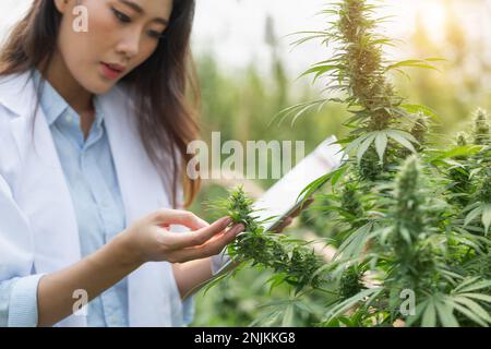 Agriculteur vérifiant les plantes de chanvre dans le champ, la culture de marijuana, plante de cannabis à fleurs comme médicament légal. Banque D'Images