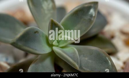 Plantes succulentes vert Violet plante fantôme en pot d'argile, foyer sélectif doux, macro image Banque D'Images