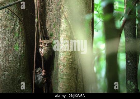 Deux individus du tarsier spectral de Gursky (Tarsius spectrumgurskyae), une espèce primate nocturne, sont visibles sur leur nid d'arbre en plein jour dans la réserve naturelle de Tangkoko, au nord de Sulawesi, en Indonésie. « Il y a des preuves de plus en plus nombreuses des effets négatifs des températures élevées sur le comportement, la physiologie, la reproduction et la survie de diverses espèces d'oiseaux, de mammifères et de reptiles dans le monde entier », a déclaré le Dr Nicholas Pattinson, un scientifique de l'Université du Cap, cité par Newsweek sur 5 mai 2022. Banque D'Images