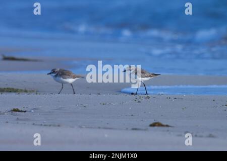 Un pluvier de sable plus petit se tenant sur la plage. Oiseau d'eau. Banque D'Images