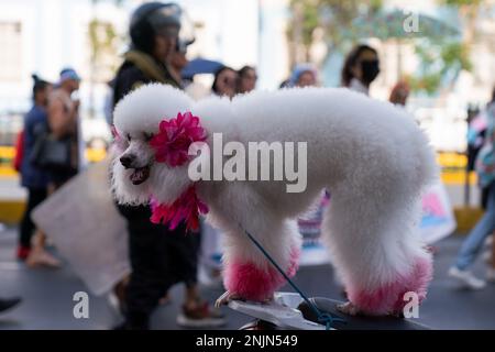 Lima, Pérou. 23rd févr. 2023. Un chien avec des détails roses vus pendant la démonstration. Alors que le pays traverse une crise sociale, les attaques transphobes ne cessent pas. À ce jour, au moins sept femmes trans ont été assassinées au Pérou. Les organisations et les collectifs ont appelé à une marche à Lima et dans plusieurs régions afin d'exiger la rapidité des enquêtes et la justice pour les victimes. (Photo de Guillermo Gutierrez Carrascal/SOPA Images/Sipa USA) crédit: SIPA USA/Alay Live News Banque D'Images