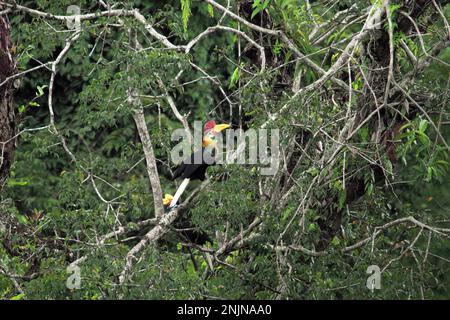 Une paire de hornbill à boutons, ou parfois appelé cavbill à sulawridé (Rhyticeros cassidix), est photographiée alors qu'ils fourchent sur un arbre dans une zone de forêt tropicale près du mont Tangkoko et DuaSudara à Bitung, au nord de Sulawesi, en Indonésie. « Une caractéristique clé des forêts tropicales est le niveau élevé de diversité des espèces dans les arbres, une caractéristique essentielle au bon fonctionnement de l'écosystème. La diversité des espèces permet aux forêts d'être résilientes», selon une équipe de chercheurs de l'Université de Haïfa dans une publication de février 2023 sur Phys.Org. Banque D'Images