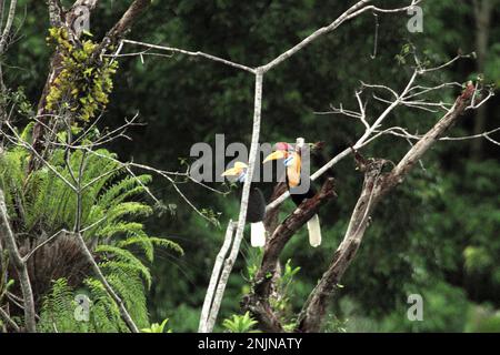 Une paire de hornbill à boutons, ou parfois appelé cavbill à rawesi (Rhyticeros cassidix), est photographiée alors qu'ils percent sur un arbre dans la réserve naturelle de Tangkoko, au nord de Sulawesi, en Indonésie. « Une caractéristique clé des forêts tropicales est le niveau élevé de diversité des espèces dans les arbres, une caractéristique essentielle au bon fonctionnement de l'écosystème. La diversité des espèces permet aux forêts d'être résilientes», selon une équipe de chercheurs de l'Université de Haïfa dans une publication de février 2023 sur Phys.Org. Les Hornbillls eux-mêmes sont souvent appelés « agriculteurs de la forêt ». Banque D'Images