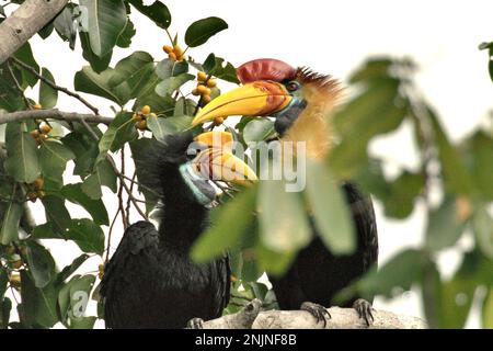 Une paire de hornbill à boutons, ou parfois appelé cavbill à sulawridé (Rhyticeros cassidix), est photographiée alors qu'ils percent sur une branche d'un figuier dans une zone de forêt tropicale près du mont Tangkoko et de Duasudara à Bitung, au nord de Sulawesi, en Indonésie. « Une caractéristique clé des forêts tropicales est le niveau élevé de diversité des espèces dans les arbres, une caractéristique essentielle au bon fonctionnement de l'écosystème. La diversité des espèces permet aux forêts d'être résilientes», selon une équipe de chercheurs de l'Université de Haïfa dans une publication de février 2023 sur Phys.Org. Banque D'Images