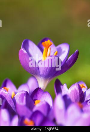 Fleurs du premier printemps. Crocus pourpre en fleurs sur une prairie au printemps. Mise au point douce sélective. Concept de jardinage. Copier l'espace Banque D'Images