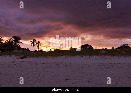 Coucher de soleil sur une plage derrière des palmiers, le ciel brille dans les couleurs rose et or. Banque D'Images