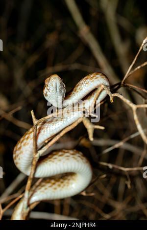 Le serpent à oeil de chat malgache, Madagascar colubrinus est une espèce de serpent de la famille des Pseudoxyrhophiidae, serpent nocturne, Forêt de Kirindy, Madagascar Banque D'Images