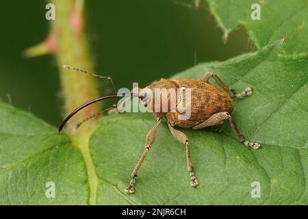 Gros plan naturel sur un charançon brun clair de la noix, curculio nucum, assis dans des feuilles vertes Banque D'Images