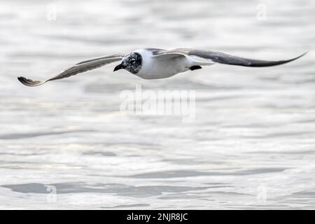 Mouette riante (Leucophaeus atricilla) surplombant l'eau le long du rivage à Jacksonville Beach, dans le nord-est de Forida. (ÉTATS-UNIS) Banque D'Images