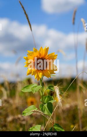 Tournesol au bord du champ. Paysage avec plantes à fleurs. Banque D'Images