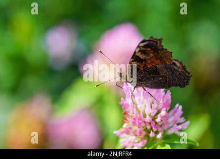 Papillon de paon sur une fleur dans un cadre naturel. Gros plan papillon. L'insecte recueille le nectar sur une fleur. Aglais io. Banque D'Images