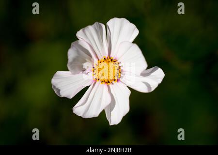 Jardin Cosmos fleurs blanches. Plante à fleurs en gros plan. Bipinnatus COSMOS. Aster mexicain. Banque D'Images