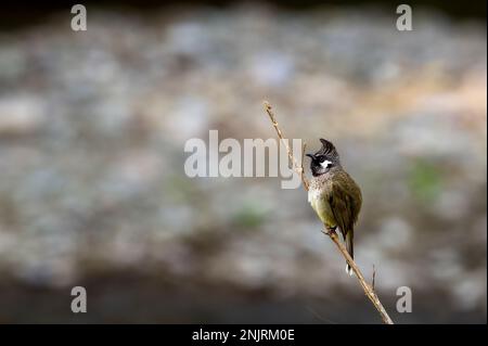 Bulbul himalayen ou bulbul à chetée blanche ou Pycnonotus leucogenys oiseau de près perché sur la branche dhikala jim corbett parc national uttarakhand inde Banque D'Images