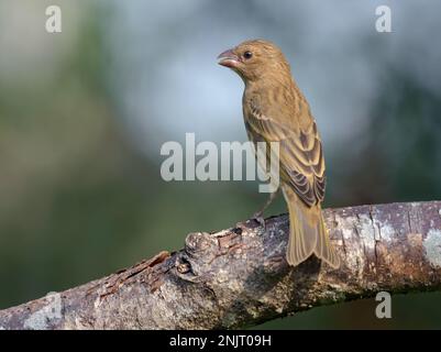 Rosefinch femelle (Carpodacus erythrinus) perchée dans la lumière du matin sur une branche épaisse Banque D'Images