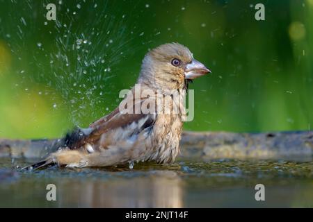 La femelle hawfinch (Coccothrautes coccothrautes) se baignant avec beaucoup de gouttes et d'éclaboussures Banque D'Images