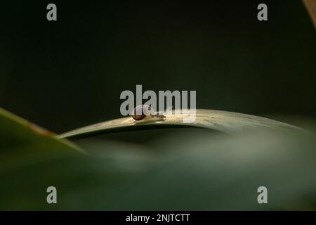 Escargot brun sur la feuille verte, escargot rampant sur la feuille. Macro. Gros plan. Helix Pomatia également escargot romain, magnifique arrière-plan Banque D'Images