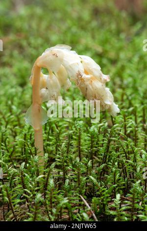 Plante parasitaire sans chlorophylle Pinesap (False Beech-drops, Hypopitys monotropa) dans une forêt de pins en Biélorussie, en Europe Banque D'Images