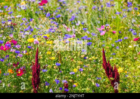 Prairie de fleurs sauvages avec diverses plantes et fleurs en gros plan. Nature en pleine floraison en été. Banque D'Images