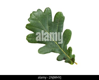 Feuille de chêne vert avec texture isolée sur fond blanc. Banque D'Images