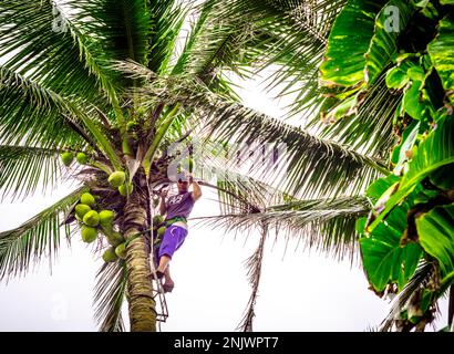 L'homme haut dans l'arbre de noix de coco est de couper les noix de coco pour la sécurité. Banque D'Images