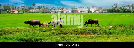 Une ligne de quatre buffles d'eau avec un fermier menant les animaux le long d'une ligne de crête à côté d'un champ de riz. Hoi an logement en arrière-plan. panoramique Banque D'Images