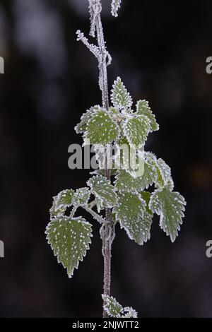 Sstining Nettle (Urtica dioica) Norwich GB Royaume-Uni décembre 2022 Banque D'Images