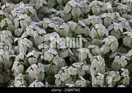 Sstining Nettle (Urtica dioica) Norwich GB Royaume-Uni décembre 2022 Banque D'Images