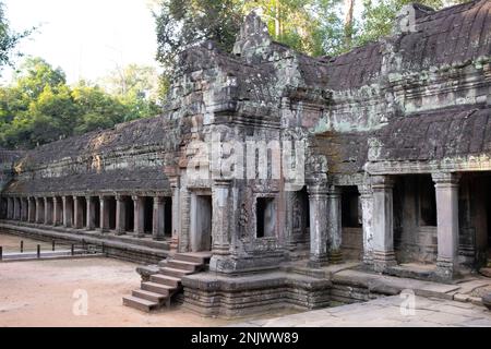 Cambodge: La galerie de l'est rénovée, Ta Prohm. Le temple a été construit dans le style de Bayon en grande partie à la fin de 12th et au début de 13th siècles et s'appelait à l'origine Rajavihara. Il a été fondé par le roi khmer Jayavarman VII comme monastère bouddhiste de Mahayana et université. Les arbres qui sortent des ruines sont une caractéristique la plus distinctive. Deux espèces prédominent : la plus grande est soit l'arbre en soie-coton (Ceiba pentandra), soit le thitpok (Tetrameles nudiflora), et la plus petite est soit la figue à la strangler (Ficus gibbosa), soit la pomme d'or (Diospyros decandra). Banque D'Images