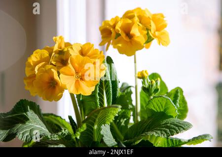 Primula elatior, fleurs de printemps jaune doré à l'intérieur. Fleur de Primrose gros plan avec des feuilles vertes, plante en pot de printemps. Banque D'Images