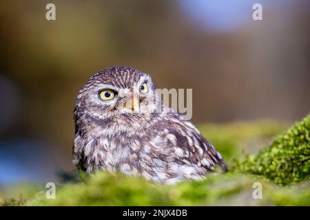 Petit hibou (Athene noctua), également connu sous le nom de hibou d'Athéna ou hibou de Minerva Banque D'Images