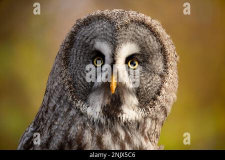 Grand hibou gris (Strix nebulosa), également connu sous le nom de Grand hibou gris Banque D'Images