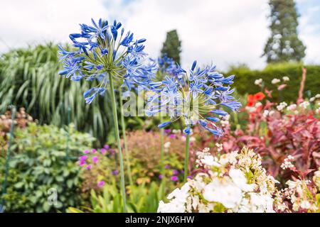 Jardin soigneusement entretenu rempli de fleurs d'Agapanthus africanus violets par une journée ensoleillée Banque D'Images