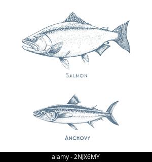 Les poissons esquissés des icônes de thon, de perchaude et de brochet ou de saumon et de makaire. Ensemble de vecteurs Illustration de Vecteur