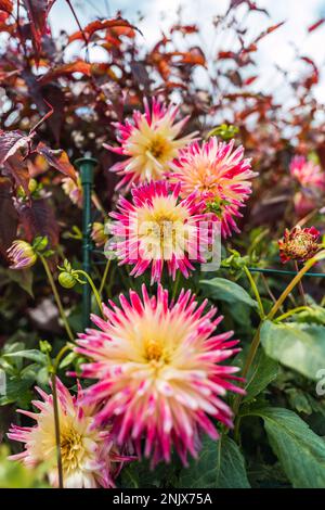 Jardin bien entretenu rempli de fleurs de bouis habanera roses par une journée ensoleillée Banque D'Images