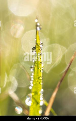 Rottweil, Allemagne. 14th févr. 2023. Des gouttes d'eau pendent sur les lames d'herbe dans un pré après une nuit froide. Crédit : Silas Stein/dpa/Alay Live News Banque D'Images