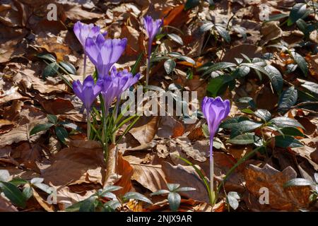 bouquet de crocus sauvage en fleurs sur la glade. fond floral nature Banque D'Images