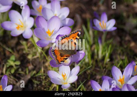 papillon petit renard sur crocus pourpre Banque D'Images