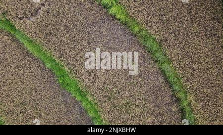 Des photos naturelles de terres de riz vues d'en haut à l'aide de drones dans l'après-midi Banque D'Images