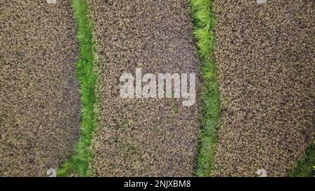 Des photos naturelles de terres de riz vues d'en haut en utilisant des drones dans l'après-midi seulement Banque D'Images