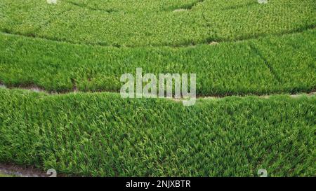 Des photos naturelles de terres de riz vues d'en haut à l'aide de drones dans l'après-midi Banque D'Images